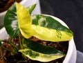 A yellow and green half-moon leaf of Philodendron Burle Marx variegated tropical plant