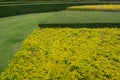 Yellow and green hedges