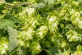 Yellow-green hop cones. Humulus lupulus. Herbaceous climbing plant. Common hop, unripe strobili