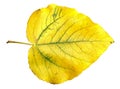 Yellow and green huge poplar leaves photo manipulation