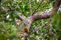 A Yellow Green Iguana in Sanibel Island, Florida