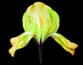 Yellow and green  iris flower.  Flower on the black  isolated background.  For design.  Closeup. Royalty Free Stock Photo