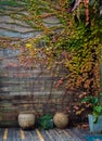 Yellow green  ivy climbing on wood fence. Creeper plant on on wooden wall of house. Ivy vine growing on wood panel. Vintage Royalty Free Stock Photo