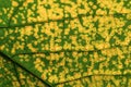 The yellow-green leaf closeup. Insolated leaf Royalty Free Stock Photo