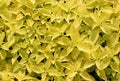 Yellow and green leaf coleus background