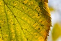 Yellow and Green Leaf Detail Royalty Free Stock Photo