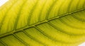 Yellow-green leaf texture background with detailed veins and natural gradients Royalty Free Stock Photo