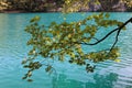 Branch of a tree with green and yellow leaves against a backdrop of turquoise water, early autumn at Plitvice Lakes National Park Royalty Free Stock Photo