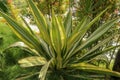 Yellow and green leaves Furcraea foetida. Beautiful flower Mauritius-hemp. Pointed leaf plants, plants to decorate the garden, Royalty Free Stock Photo