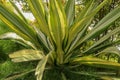 Yellow and green leaves Furcraea foetida. Beautiful flower Mauritius-hemp. Pointed leaf plants, plants to decorate the garden, Royalty Free Stock Photo