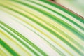 Yellow and green leaves Furcraea foetida. Beautiful flower . Pointed leaf plants, plants to decorate the garden