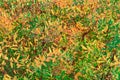 Yellow and Green Leaves of Spiraea Shrub