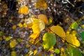 Yellow green leaves on a tree branch in a forest or park in autumn. The background of nature. Royalty Free Stock Photo