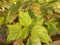 Yellow and green leaves of variegated Coleus plant