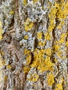 Yellow-green lichen on the bark of a tree. Close-up photo Royalty Free Stock Photo