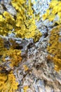 Yellow-green lichen on the bark of a tree. Close-up photo. Royalty Free Stock Photo