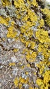 Yellow-green lichen on the bark of a tree. Close-up photo Royalty Free Stock Photo