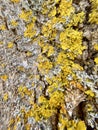 Yellow-green lichen on the bark of a tree. Close-up photo Royalty Free Stock Photo