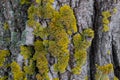 A yellow-green lichen has grown on the bark of the tree. Composite organism living on the bark of trees Royalty Free Stock Photo