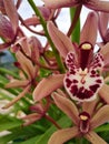 Green bug over an amazing pink Cymbidium orchid flower with big petals