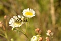 Yellow-green longhorned beetle on a daisy. Royalty Free Stock Photo