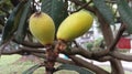 Yellow-green loquat fruit in the garden.