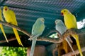 Yellow and green macaw red beak