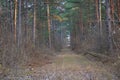 Yellow green magic tree path