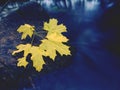 Yellow green maple leaf caught on stone in rapids of stream Royalty Free Stock Photo