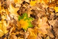 A yellow-green maple leaf lies on autumn foliage in a park on the ground Royalty Free Stock Photo