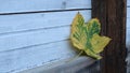 Yellow-green maple leaf on wood texture Royalty Free Stock Photo