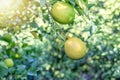 Yellow and green meyer lemons on branch. It is a hybrid citrus fruit native Royalty Free Stock Photo