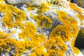 Yellow green moss and lichen on a stone rock Germany Royalty Free Stock Photo