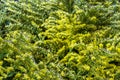 Yellow green natural hedge background for design