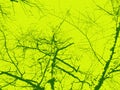 Yellow green nature forest trees foliage texture decorative background plant silhouette Royalty Free Stock Photo