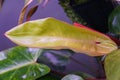 A yellow and green new leaf of Philodendron Painted Lady Royalty Free Stock Photo