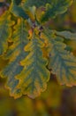 Yellow-green oak leaves on a branch with drops of dew. Shooting at eye level. Macro. Selective focus. Royalty Free Stock Photo