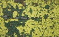 Yellow green  old painted wooden surface with peeling cracked paint Royalty Free Stock Photo