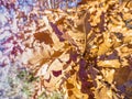 Yellow, green and orange oak tree leaves. Fall weather. Wind and dry leaves. Royalty Free Stock Photo