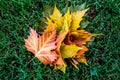 Yellow, green, orange and red maple leaves stacked together in the center of the frame on green grass
