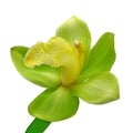 Yellow green orchid flower isolated white background with clipping path. Flower bud on a green stem. Royalty Free Stock Photo