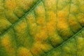 Yellow and green organic background from a senescing soybean leaf with diagonal pattern