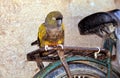 A yellow green parrot on a bike rack