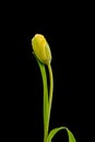 Yellow green parrot tulip colorful macro potrait, black background, fine art still life vintage painting style