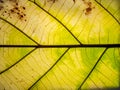 Yellow and green pattern on the leaf Royalty Free Stock Photo