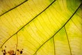 Yellow and green pattern on the leaf Royalty Free Stock Photo