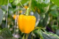 Yellow and green pepper fruits growing on a climbing plant from Royalty Free Stock Photo