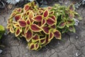 Yellow, green, pink and purple leaves of Coleus scutellarioides in July Royalty Free Stock Photo