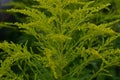 Yellow green plant Panicle in the forest. The web wrapped around the thin twigs of the plant. Blossoming flowers Royalty Free Stock Photo