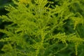 Yellow green plant Panicle in the forest. The web wrapped around the thin twigs of the plant. Blossoming flowers Royalty Free Stock Photo